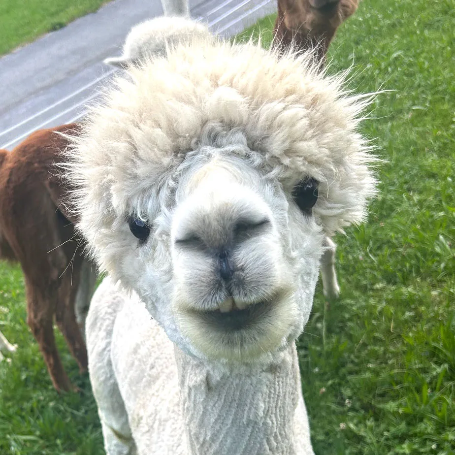 Lejani
